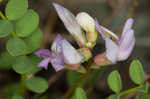 Englemann's milkvetch